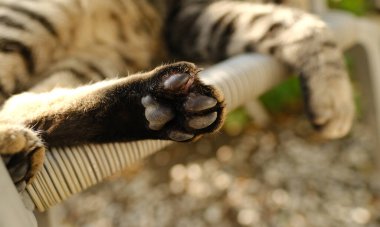 yakın plan kedi arka pençesi, gri çizgili kedi viski rengi güneşli bahçedeki hasır sandalyede uzanıyor, konsept hayvan sağlığı, onlarla ilgilenmek, evcil hayvanlara bakmak, evcil hayvanlarla zihinsel yaşam, pençe bakımı, evcil hayvan kılı