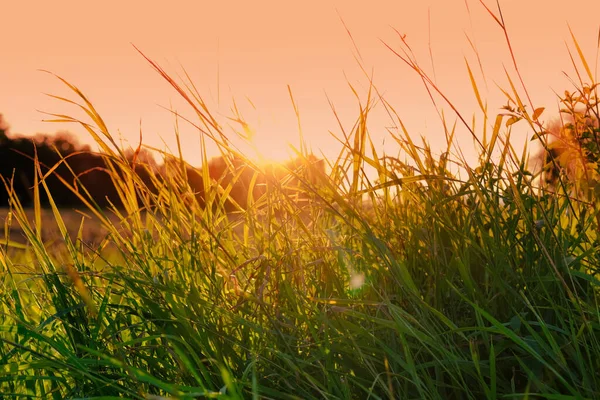 Teil Des Feldes Abends Grünes Gras Wächst Saftiges Cogongras Mit — Stockfoto