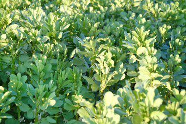 Güzel yeşil fasulye bitkileri, beyaz çiçek bal çiçekleri. Baklagillerin doğal dokusu, duvar kağıtları, bulanık bayrak, çevre konsepti, tarım, seçici odak, çiftçilik