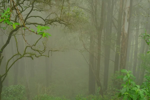 Wazig Mysterieus Jungle Landschap Stammen Loofbos Tropische Bomen Mystieke Achtergrond — Stockfoto