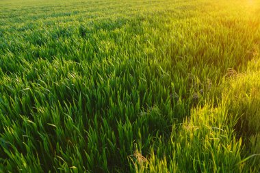Güneşin güzel yaz manzarası, genç buğday tarlası, büyüyen tahıl bitkileri, olgunlaşan tarım kültürü, tarım konsepti, gıda krizi, büyüyen ekin, çevre dostu bitkiler.