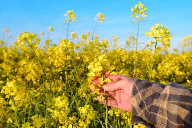 Çiftçinin, tarımcı ellerinin değdiği altın sarısı kolza tohumu bitkileri, olgunlaşan tarım kültürünün yeşil tarlaları, sebze marulları, kır yolu, güneş ışığı, gıda krizi, çevre kavramı