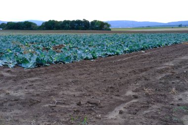 yeşil beyaz lahana, olgunlaşan tarım tarlaları, sıra sıra sebze bitkileri, tarım konsepti, çevre dostu bitkiler, sebze üretimi, gübre uygulaması, gıda krizi