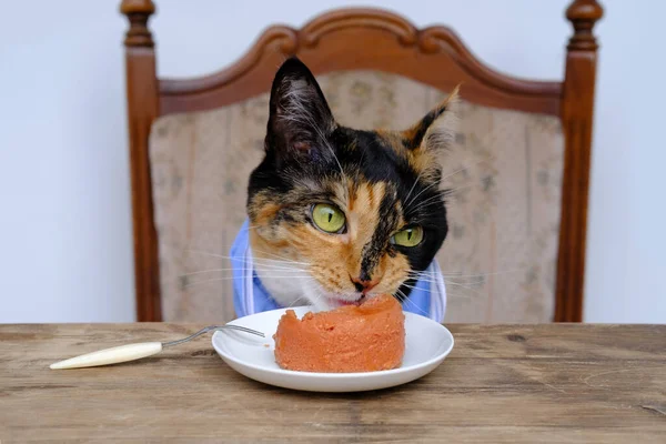 Portrait Beautiful Brown Tricolor Adult Domestic Cat Eating Delicious Food — 스톡 사진