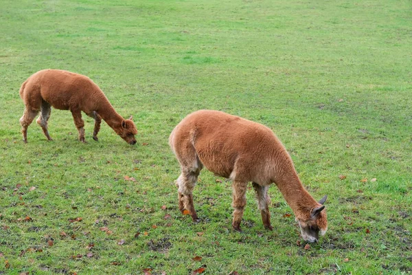 美丽的丰满的棕色美洲驼在绿色的牧场里津津有味地咀嚼着草 在高山的牧场里吃着多汁的草 在瑞士 畜牧业的概念 奶制品的生产 — 图库照片