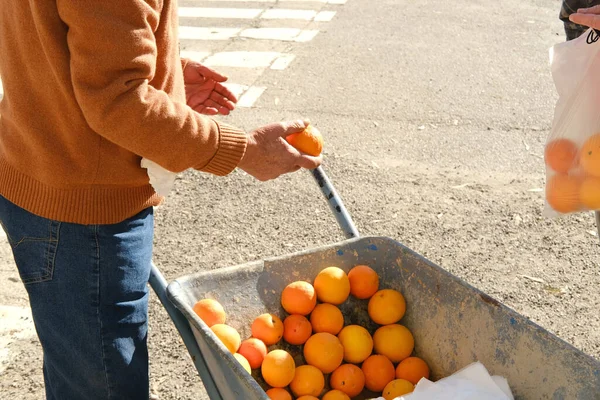 farmer sells orange fruits in metal garden wheelbarrow, holds ripe orange in hand, genus Citrus of the family Rutaceae, healthy eating, vegan diet, vitamin c, industrial citrus fruit production