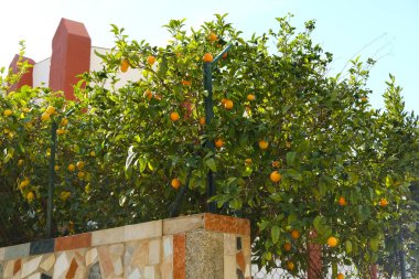 Portakal olgunlaşan meyveler, bahçe, tarla portakal ağaçları, turunç familyası Rutaceae, sağlıklı beslenme konsepti, vegan diyeti, çiğ, sağlıklı gıda, C vitamini, endüstriyel narenciye meyvesi üretimi