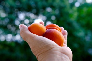 Taze meyve suyu, olgun kayısılar, kadın elinde erik armeniakası, sağlıklı beslenme konsepti, vegan diyeti, çiğ, sağlıklı yiyecekler, karotenoidin faydaları, kurutulmuş antioksidan kayısı üretimi