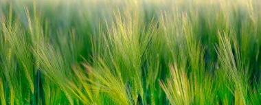 Gün batımında çavdarın kulaklarının yakın çekimi rüzgarda sallanıyor, güzel yaz manzarası, bulanık arka plan, zengin ekmek hasadı konsepti, tahıl ithalatı, yurtdışına ihracat, büyüyen ekinler