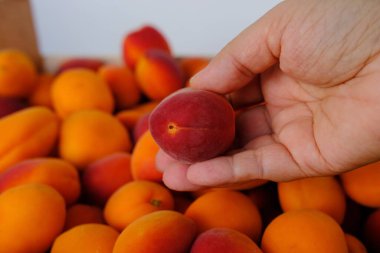 Taze meyve suyu, olgun kayısılar, kadın elinde erik armeniakası, sağlıklı beslenme konsepti, vegan diyeti, çiğ, sağlıklı yiyecekler, karotenoidin faydaları, kurutulmuş antioksidan kayısı üretimi