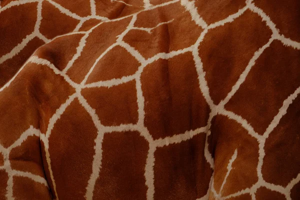 キリンの角質のクローズアップ キリンの角質 明るいベースの色を背景に光沢のある肌の茶色のスポット キリン科の動物の哺乳動物 美しい自然背景 — ストック写真