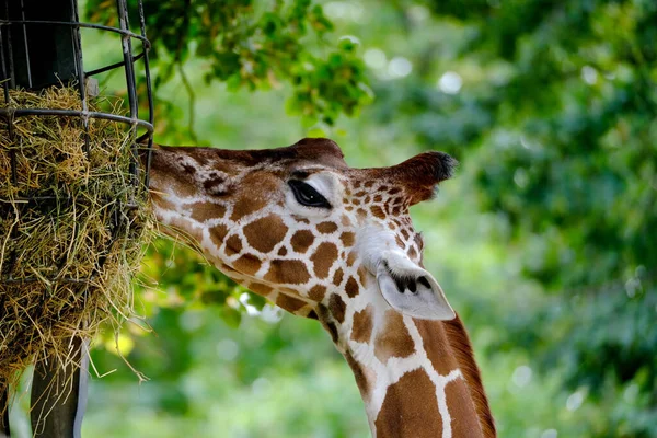 closeup of giraffe animal with long neck eats, Giraffa camelopardalis, brown spots on shiny skin, artiodactyl mammal from giraffidae family, beautiful natural green background of African savanna trees
