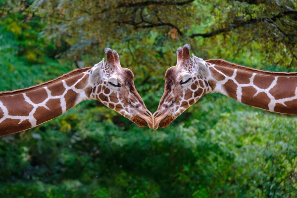 Dwie Żyrafy Długą Szyją Giraffa Camelopardalis Brązowe Plamy Błyszczącej Skórze — Zdjęcie stockowe