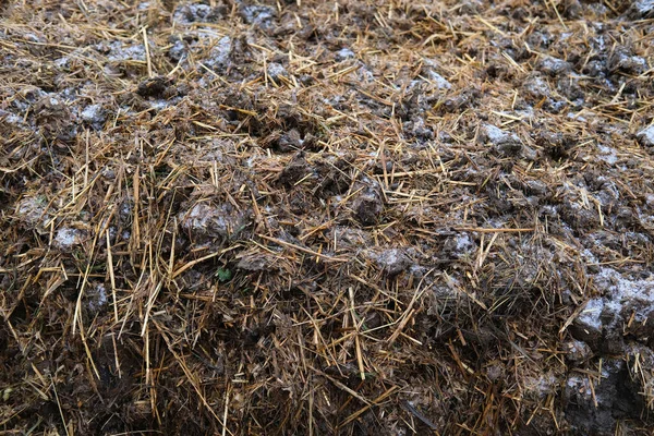 馬のリンゴ 排泄物の多く 農場の概念 食糧危機 環境に優しい植物のための自然肥料の大規模な山 — ストック写真