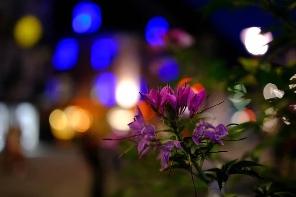 Inflorescencia Flores Verano Contra Fondo Borroso Luces Deslumbramiento Ciudad Pasando — Foto de Stock