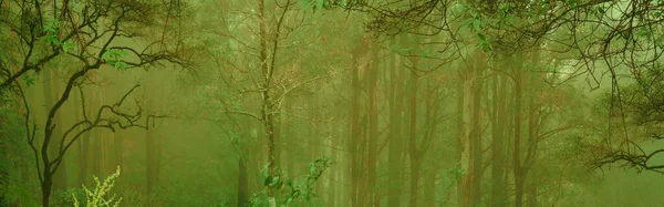 Paisagem Misteriosa Desfocada Selva Floresta Tropical Decídua Árvores Tropicais Panorama — Fotografia de Stock