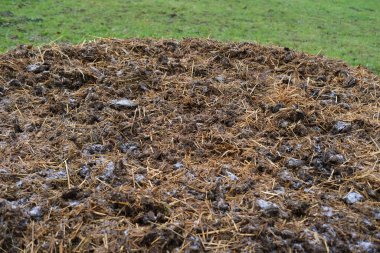 Büyük at gübresi, gübre, at gübresi, at elması, bir sürü dışkı, tarım, çiftlik konsepti için doğal gübre, gıda krizi, çevre dostu bitkiler.