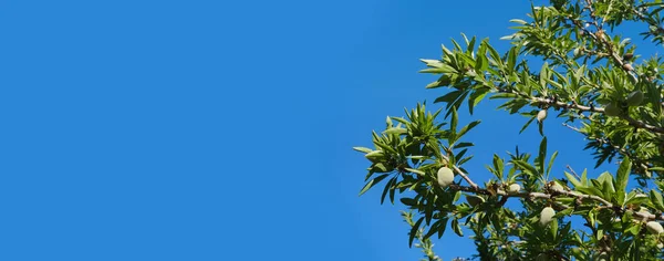 Exotische Tropische Vruchten Gewone Amandel Prunus Dulcis Groene Droogte Resistente — Stockfoto