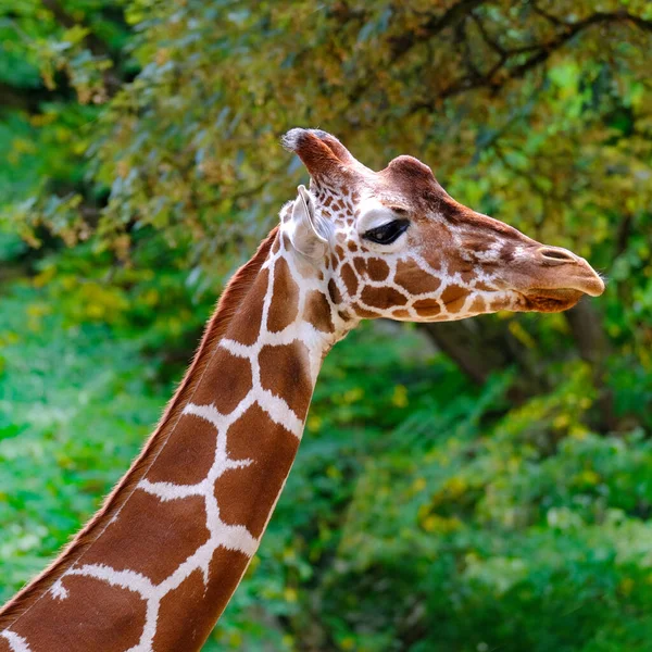closeup giraffe animal with long neck, Giraffa camelopardalis, brown spots on shiny skin, artiodactyl mammal from giraffidae family, beautiful natural green background of African savanna trees