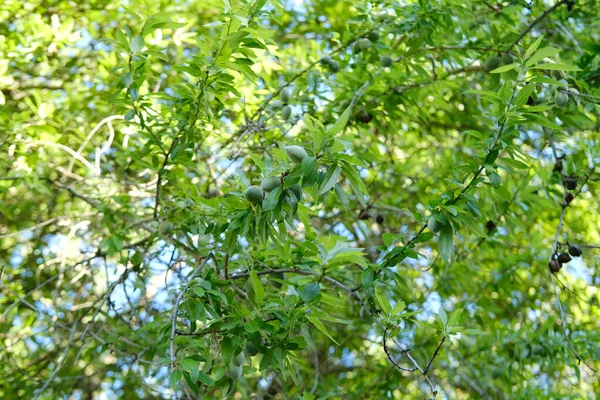 Egzotyczne Owoce Tropikalne Migdały Zwyczajne Prunus Dulcis Zielonej Suszy Odporny — Zdjęcie stockowe