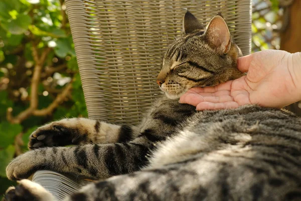 女性の手は優しく撫でる 傷首大人の国内猫のひげの色日当たりの良い庭で椅子 動物への愛 人との交流 ペットとの精神生活 ストレスを軽減 動物コンパニオン — ストック写真