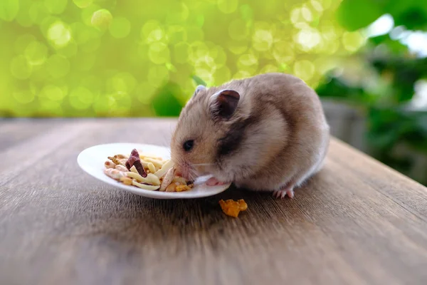 Close Portrait Beautiful Brown Domestic Cute Hamster Eating Delicious Food — Stock fotografie