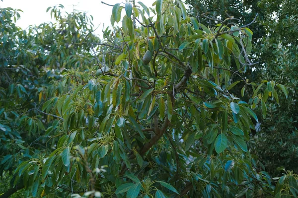 Exotic Tropical Green Avocado Fruits Perseus American Persa Americana Evergreen — Stock Photo, Image