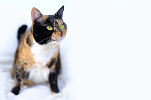 Adult Dark Tricolor Domestic Female Cat Sits Light Plush Background — Stock Photo, Image