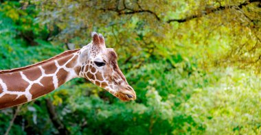 Uzun boyunlu zürafa hayvanlarının yakın çekimi, zürafa camelopardalis, parlak ciltte kahverengi lekeler, zürafa ailesinden artiodactyl memeliler, Afrika savanalarının güzel doğal yeşil arka planı.