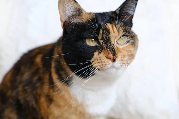 stock image close-up of beautiful brown tricolor adult domestic cat proudly lies on white soft plush coverlet, blanket, looks around, concept of love for animals, caring for them, keeping four-legged pets