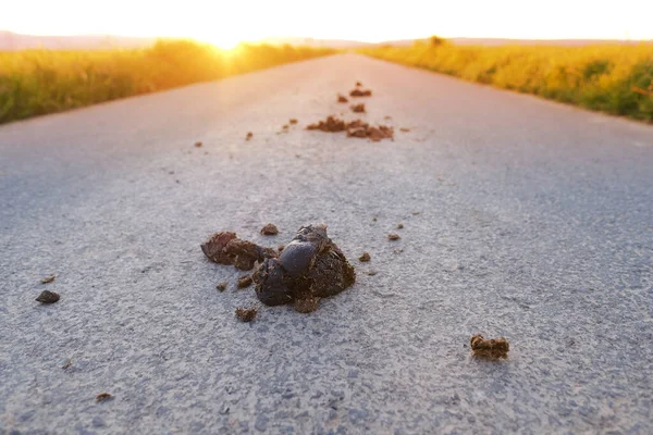 舗装上の排泄物の多くは 馬糞は 太陽の下で道路上にある緑のフィールドは 農業文化 農場の概念 食品危機 環境に優しい植物のための自然肥料を熟成 — ストック写真