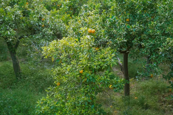 fruits orange ripening fruits, garden, plantation orange green flowering trees genus Citrus family Rutaceae, Citrus sinensis, concept healthy eating, healthy food, vitamin c, industrial citrus fruit