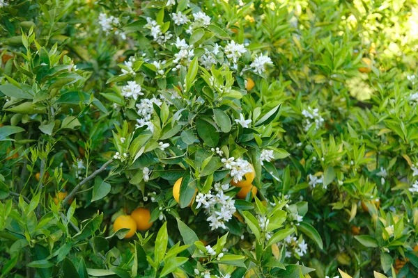 Frutti Arancio Maturazione Frutti Giardino Piantagione Arancio Verde Alberi Fiore — Foto Stock