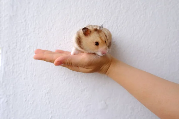 Close Portrait Beautiful Well Fed Brown Domestic Cute Hamster Stuffed – stockfoto