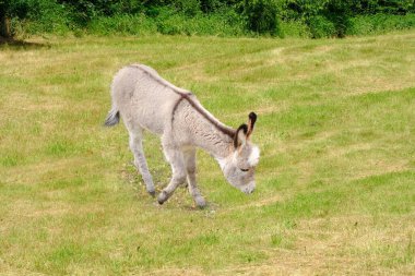 Tay, eşek, Equus asinus, Equus africanus asinus, güneşli bir günde, dağlardaki çayırlarda tay otlakları, yük taşımacılığı, tarla işleri, inatçılığın sembolü, aptallığın.