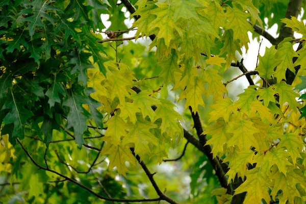 Fondo Banner Otoño Verde Amarillo Natural Borrosa Bokeh Luces Follaje —  Fotos de Stock