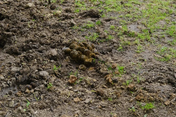舗装上の排泄物の多くは 馬糞は 太陽の下で道路上にあり 農場の概念 食糧危機 環境に優しい植物のための自然肥料 — ストック写真