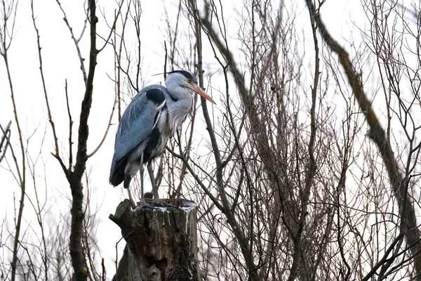 Gri heront, Ardea cinerea, uzun boyunlu, uzun bacaklı, eğri gagalı büyük kuş ağaçta oturur, aile kuşlarının göçü Ciconiiformes, göller, denizler, vahşi yaşam koruma alanlarında yuva.