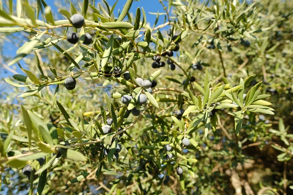 Olivenbaum Immergrün Olea Europaea Mit Grünen Blättern Reifende Früchte Auf — Stockfoto