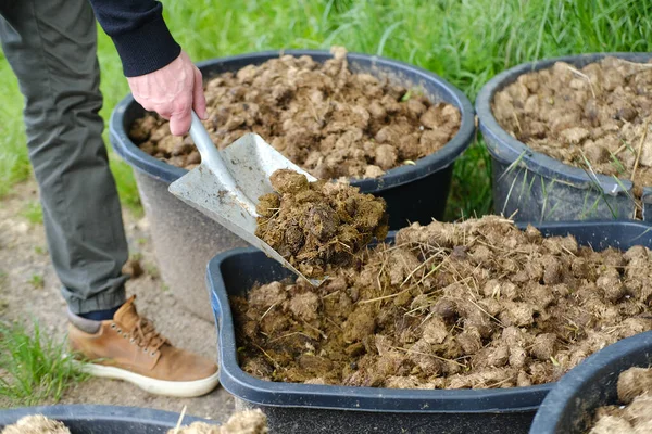 stock image young farmer scoops up horse dung, manure, horse apples, in large bucket into scoop, shovel, agricultural, natural fertilizer for farms concept, food crisis, environmentally friendly plants