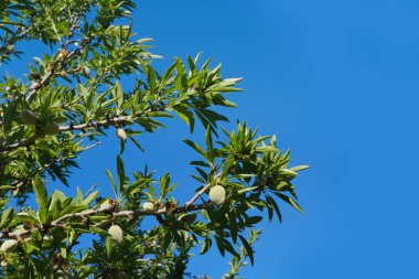 Egzotik tropikal meyveler badem normal, erik eriği yeşil kuraklığa dayanıklı ağaç cinsi erik, konsept zehirli hiposiyanik asit, pişirmede kullanım, sağlıklı beslenme, vegan beslenme, çiğ gıda