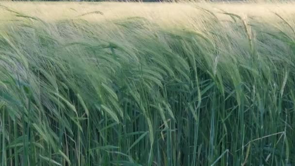 夕日の光の中で風に揺れるライ麦の緑の耳 美しい夏の風景 パンの豊富な収穫の概念 食品危機 穀物の輸入 海外輸出 作物を栽培 — ストック動画