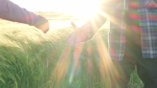 翠绿的麦穗在风中摇曳在夕阳的余晖中 美丽的夏季风景 面包丰收的理念 粮食危机 粮食进口 国外出口 种植庄稼 — 图库视频影像