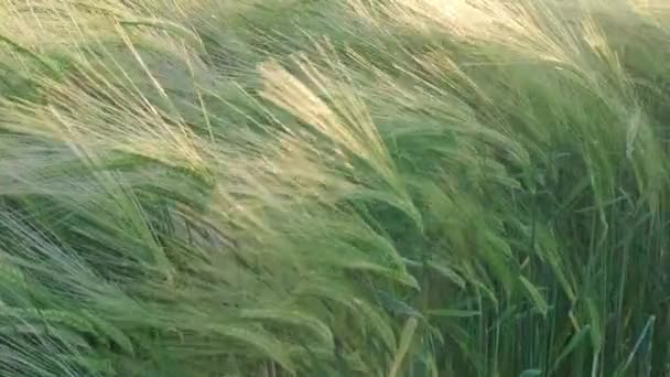 Zelené Uši Žita Houpat Větru Západu Slunce Paprsky Krásná Letní — Stock video