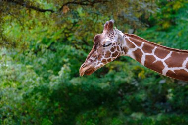 Uzun boyunlu zürafa hayvanlarının yakın çekimi, zürafa camelopardalis, parlak ciltte kahverengi lekeler, zürafa ailesinden artiodactyl memeliler, Afrika savanalarının güzel doğal yeşil arka planı.