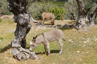 Tay, anneyle eşek, Equus asinus, Equus africanus asinus, güneşli bir günde, dağlardaki çayırlarda tay otlakları, yük taşımacılığı, tarla işleri, inatçılığın sembolü, aptallığın.