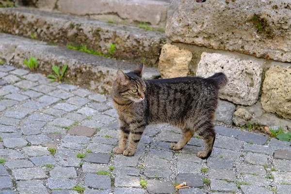 若い空腹のホームレスウィスカ色の野良猫は古代の舗装石の上に屋外に立っています 都市の放棄された動物の生存の概念 猫の滅菌と治療 ペットシェルター — ストック写真