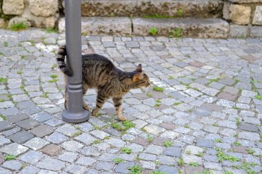 Metal direğe yaslanmış viski rengi genç kedi, dört ayaklı hayvanların hayatta kalma kavramı, şehirde terk edilmiş hayvanlar, kedilerin kısırlaştırılması ve tedavi edilmesi, evcil hayvan barınakları