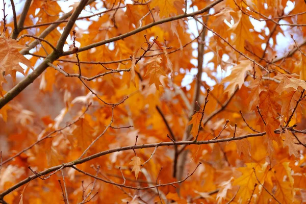 Naranja Amarillo Follaje Roble Dorado Quercus Palustris Revoloteando Viento Las —  Fotos de Stock