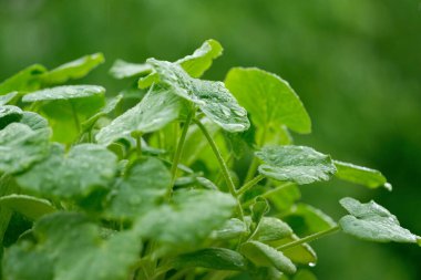 Bahçedeki genç sebzeler yağmurda, yaprakların üzerine su damlaları, yaz mevsiminde bahçede pitoresk manzaralar, doğal çevre, ekolojik, genetiği değiştirilmiş organizma ürünleri